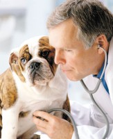 /album/fotogaleria/v-veterinario-jpg/